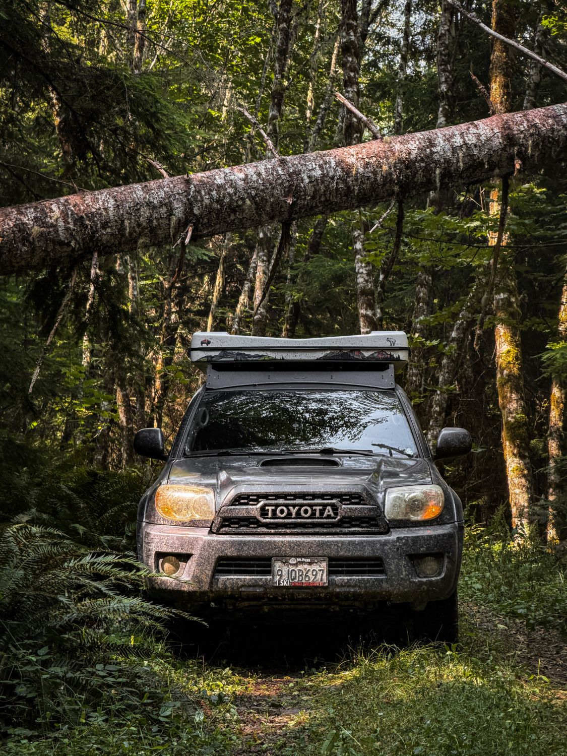 A muddy Toyota 4Runner with a rooftop tent parked on an overgrown forest road beneath a fallen tree