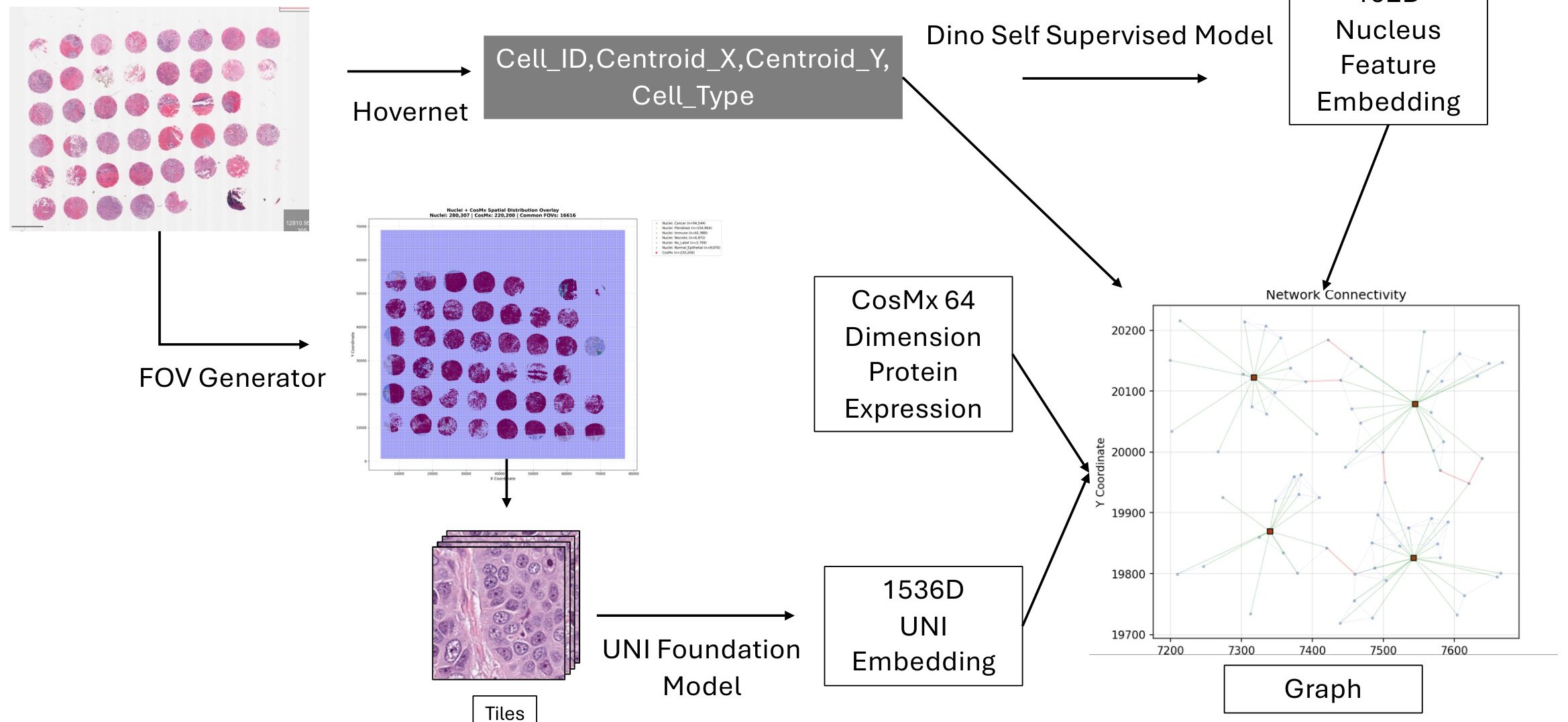 Pipeline diagram: HoverNet produces cell IDs, centroids and types; DINO produces 192-D nucleus embeddings; the FOV generator creates tiles that UNI turns into 1536-D embeddings; CosMx provides 64-D protein expression; all feed into the graph