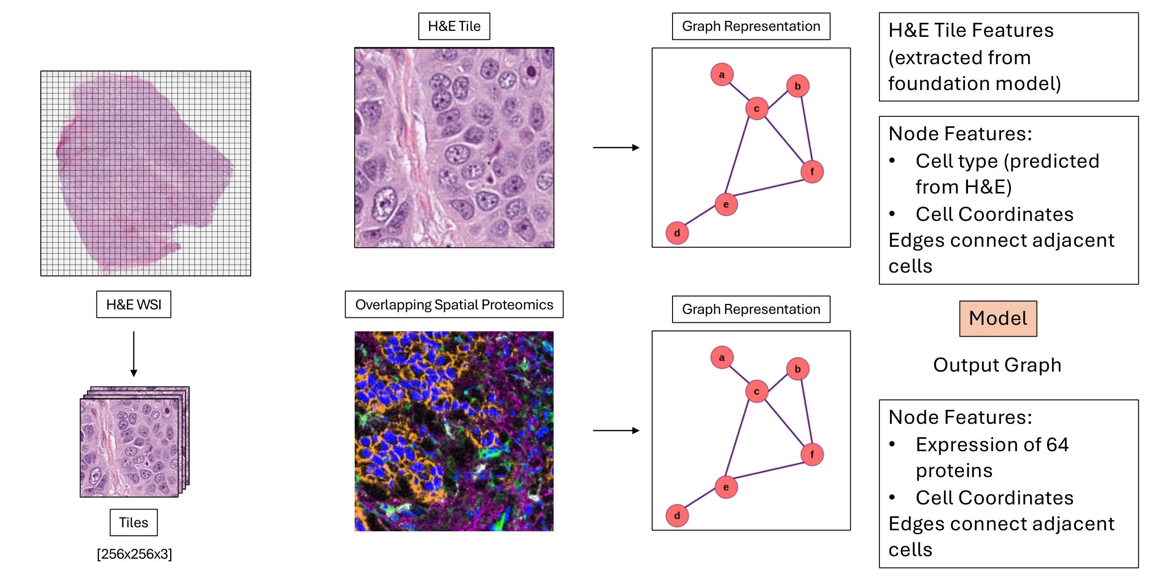 Diagram: an H&E slide is cut into 256×256 tiles; H&E tiles and the overlapping spatial proteomics both become graphs of cells; the model maps the input graph to an output graph of 64 protein expressions