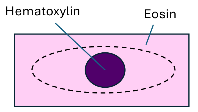 Diagram of a cell: a dark purple nucleus labelled hematoxylin inside pink cytoplasm labelled eosin